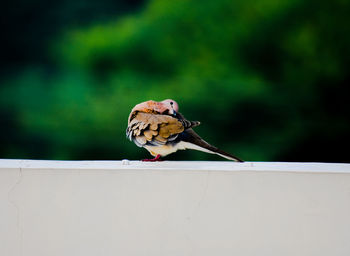 Close-up of bird perching on railing