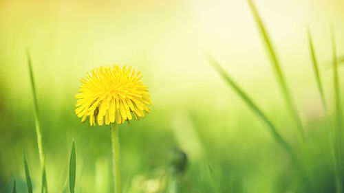 Close-up of yellow flower