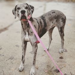 Portrait of dog standing on land