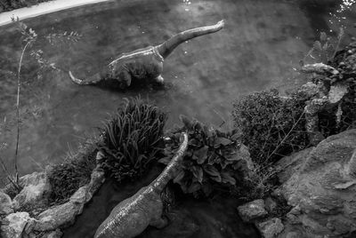 Rocks in water