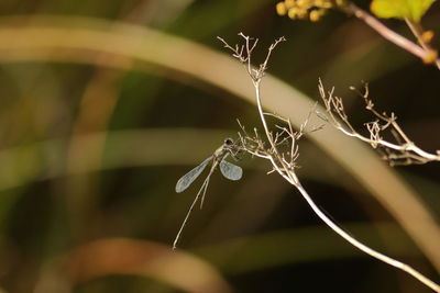 Close up of a dragonfly in its habitat