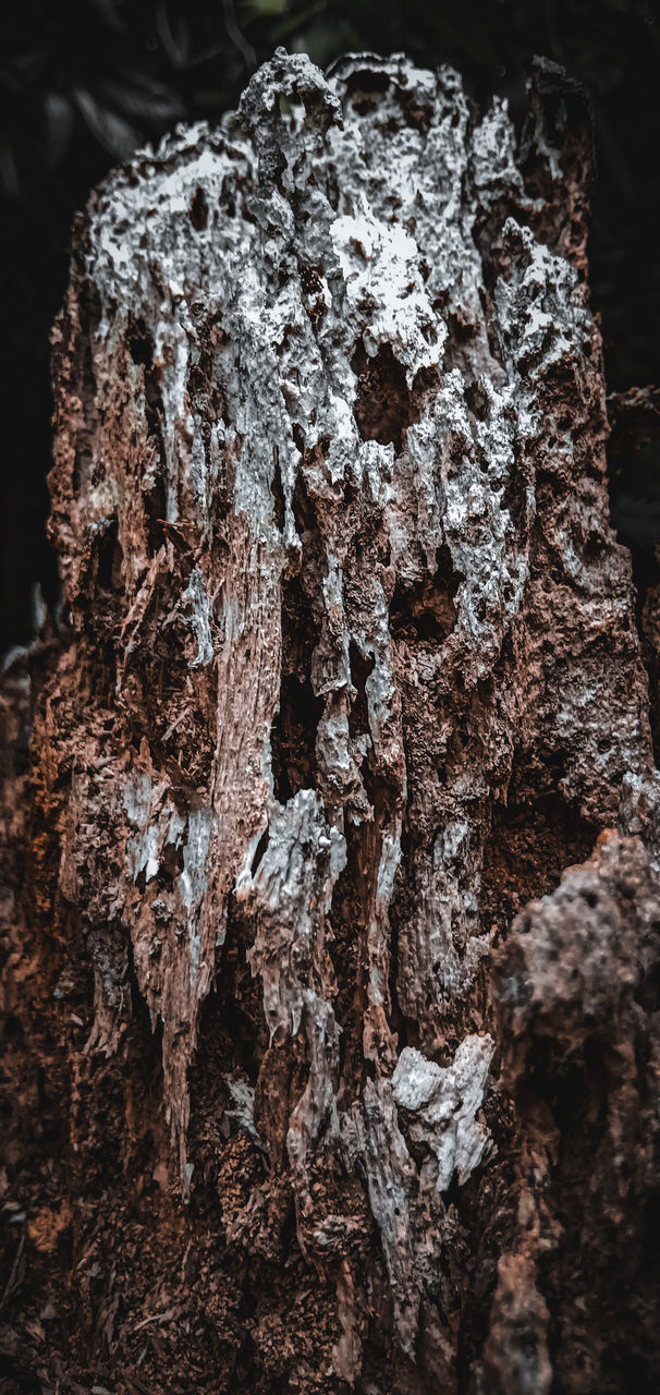 CLOSE-UP OF TREE TRUNK