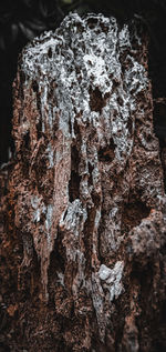 Close-up of lichen on tree trunk