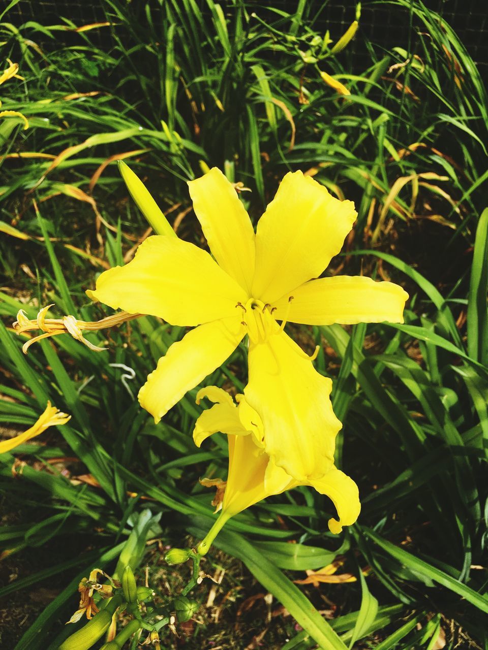 yellow, nature, flower, growth, fragility, beauty in nature, freshness, close-up, leaf, flower head, petal, outdoors, grass, no people, day, yellow color