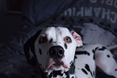 Close-up portrait of dalmatian dog at home