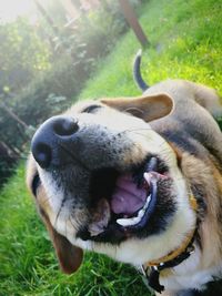 Close-up of dog on grass