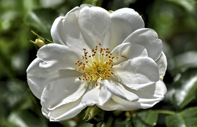 Close-up of white flower