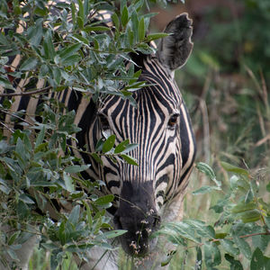 Zebras standing in a field