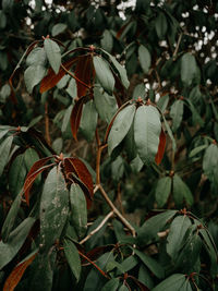 Close-up of plant