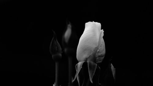 Close-up of flower over black background