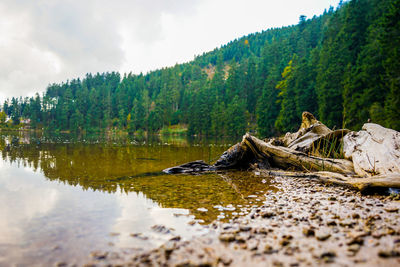 Scenic view of lake and trees against sky