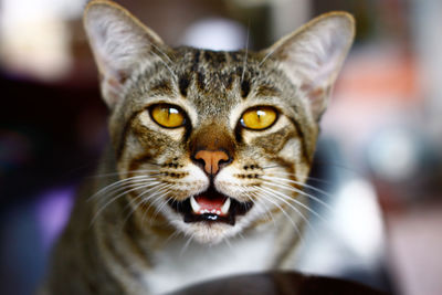 Close-up portrait of cat