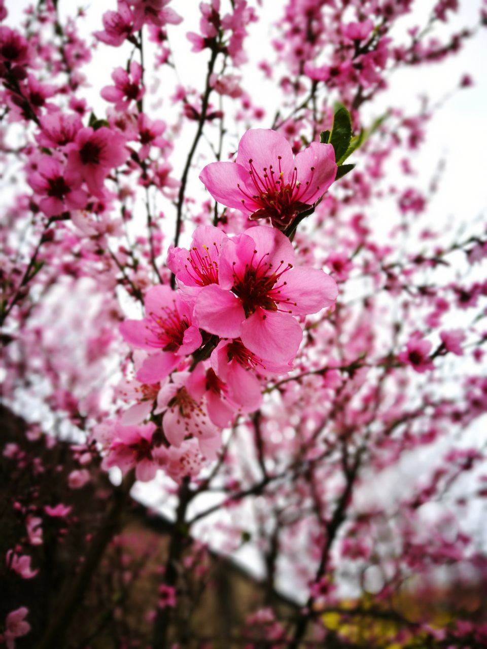 flower, fragility, blossom, pink color, cherry blossom, beauty in nature, petal, growth, freshness, nature, springtime, tree, flower head, cherry tree, botany, branch, no people, pollen, blooming, stamen, pink, day, plum blossom, outdoors, close-up