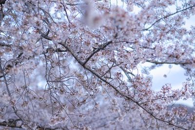 Low angle view of cherry blossom tree