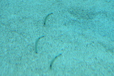 Close-up of jellyfish in swimming pool
