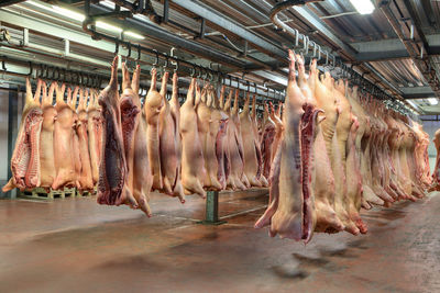 Panoramic shot of fish in market