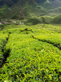 Scenic view of agricultural field