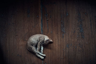 High angle view of cat on wooden door