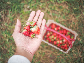 Close-up of hand holding strawberries