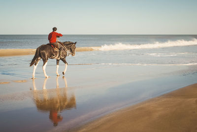 Rear view of man riding horse on sea shore against clear sky