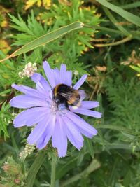 Close-up of bee on purple flower