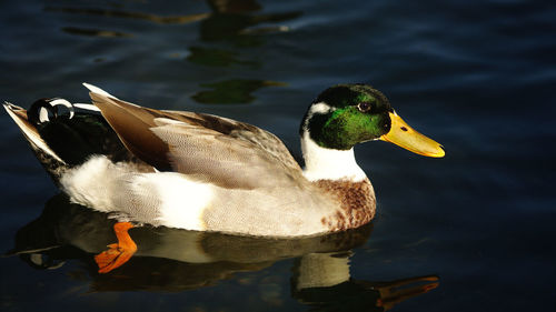 Close-up of duck swimming on lake