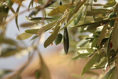 Close-up of fresh green leaves