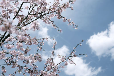Low angle view of tree against sky
