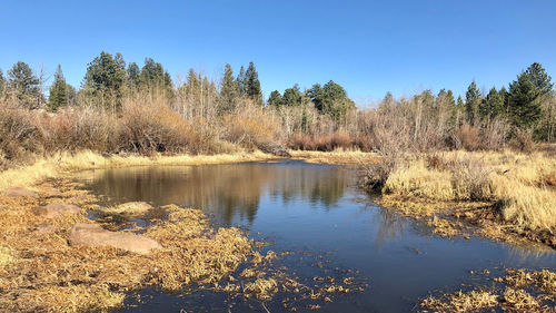 Scenic view of lake in forest against clear sky