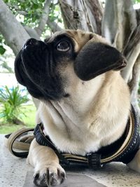 Close-up of a dog looking away