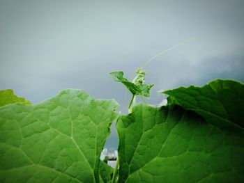 Close-up of insect on leaves