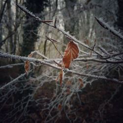 Close-up of red leaves on branch