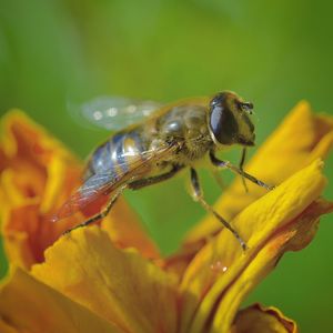 Close-up of insect pollinating on flower