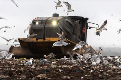 Machinery working on waste in landfill, refuse collection with bulldozer, a lots of birds