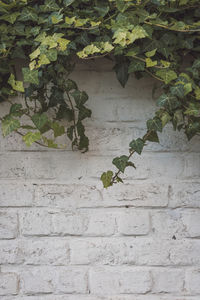 Close-up of ivy on wall