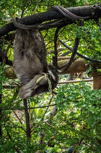 Sloth hanging on tree in zoo