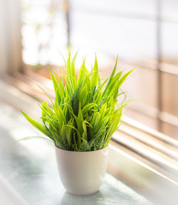 plant