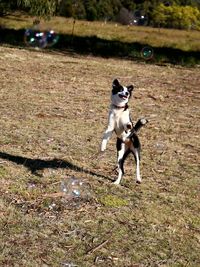 Dog on field