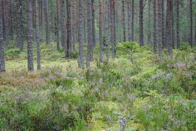 Trees in forest