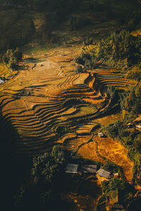 High angle view of agricultural field