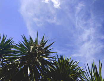 Low angle view of palm trees against blue sky