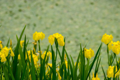 Close-up of yellow flowering plants on field