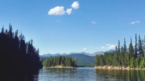 Scenic view of lake amidst pine trees at bob marshall wilderness