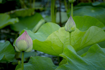 Close-up of lotus water lily on leaves