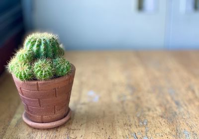 Close-up of succulent plant on table