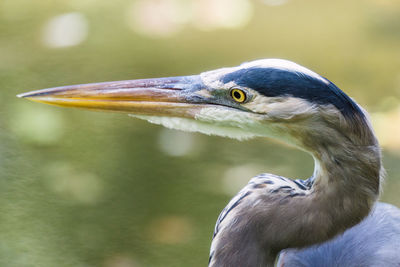 Great blue heron close-up head shot with selective focus on the eye