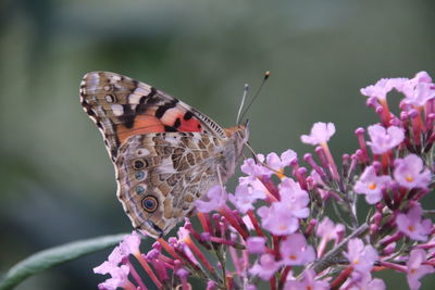 Close-up of butterfly pollinating on pink flower