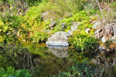 Plants and trees by lake in forest