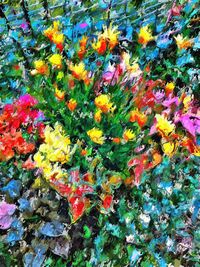 Full frame shot of colorful flowers