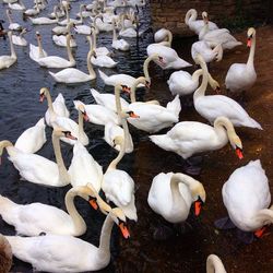 Birds in water